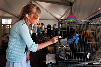 Outside a Pet Smart by the Cottonwood Mall in Albuquerque, Cameron Bahrman, 10, interact with a female dog from the McKinley County's Humane Society, on Saturday.© 2011 Gallup Independent / Diego James Robles 
